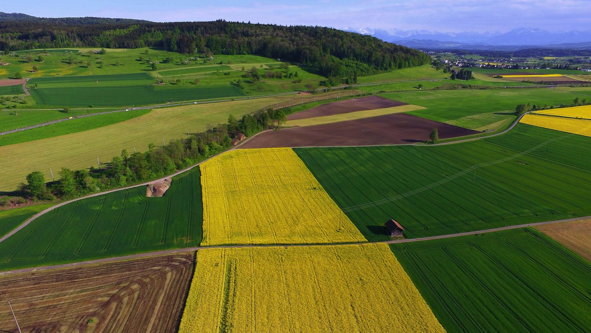 green and yellow field during daytime